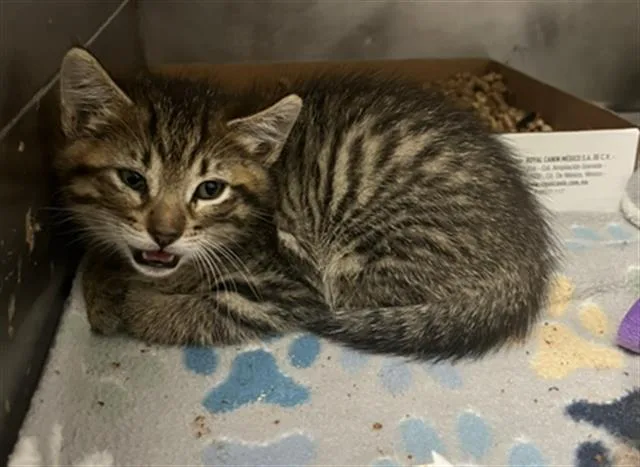 A baby small-sized male Domestic Short Hair cat named Petee for adoption in Long Beach, CA