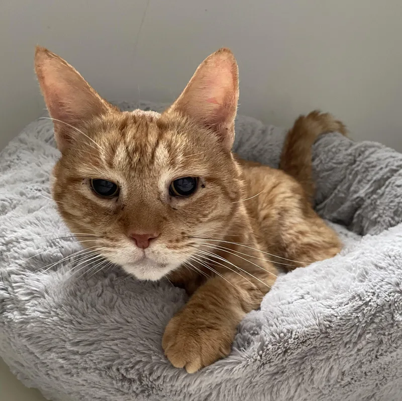 Mortimer Toast thumbnail 2