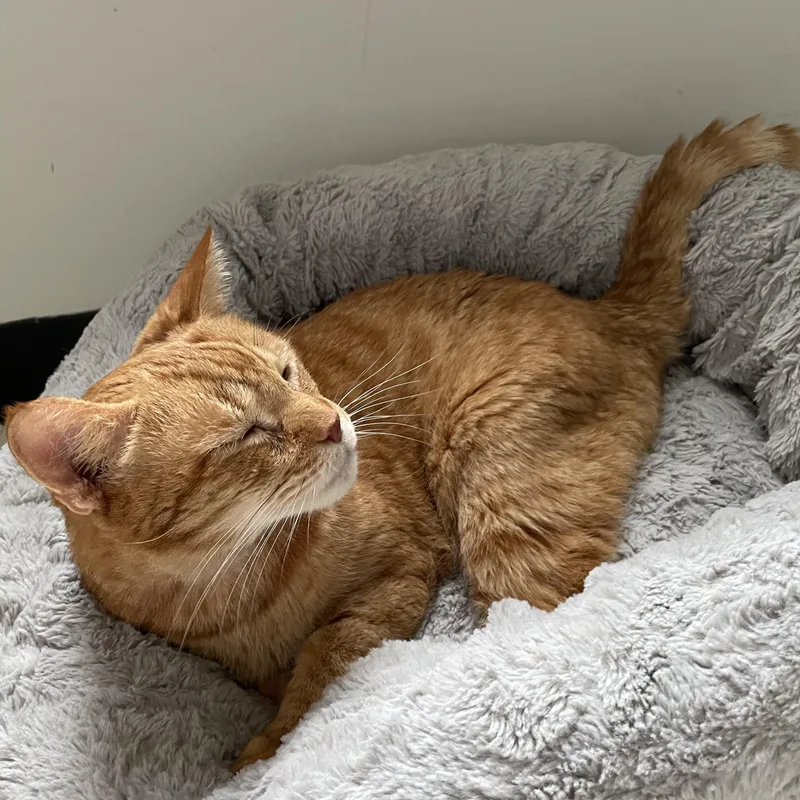 Mortimer Toast thumbnail 3