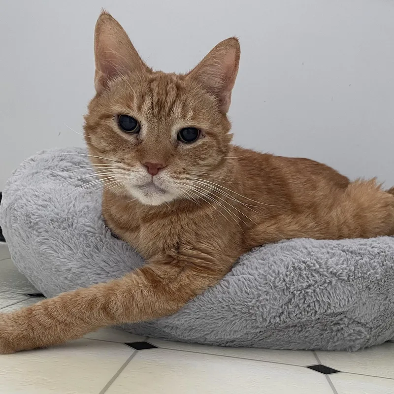 A senior large-sized male Orange / Red Domestic Short Hair cat named Mortimer Toast for adoption in Scranton, PA