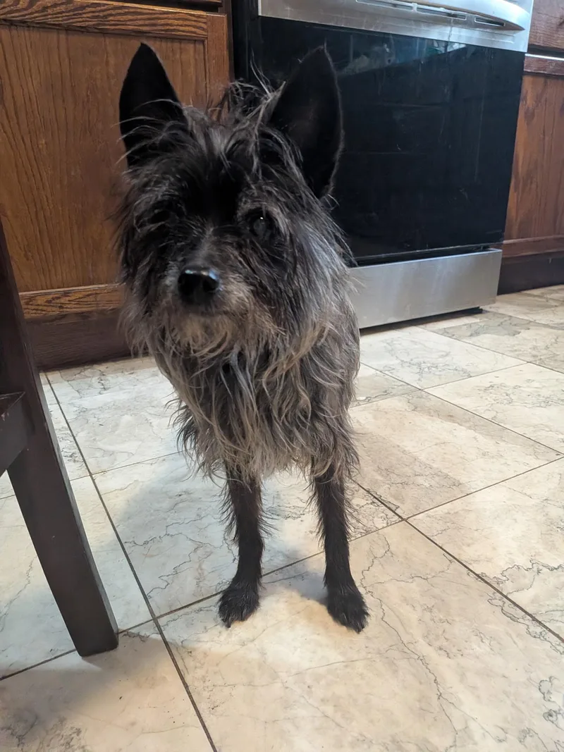 A senior small-sized female Mixed Breed dog named Beatrix for adoption in Evanston, IL