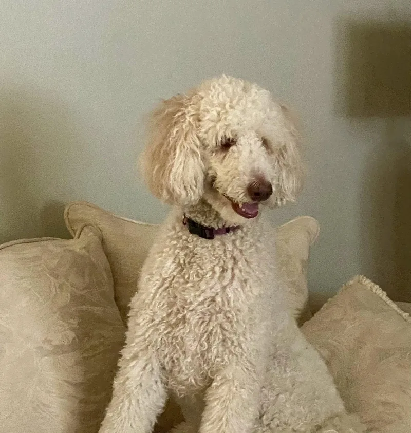 An adult medium-sized female White / Cream Poodle dog named Laci Grace for adoption in Gonzales, LA
