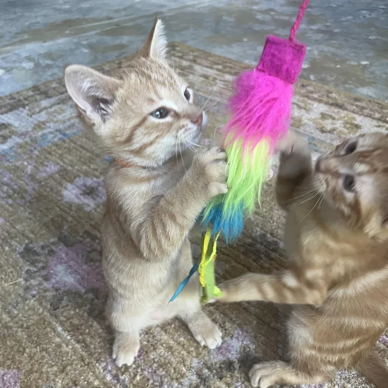 A baby medium-sized female Domestic Short Hair cat named Valencia for adoption in Chattanooga, TN