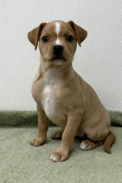 A young small-sized female Spaniel dog named Midge for adoption in Phoenix, AZ