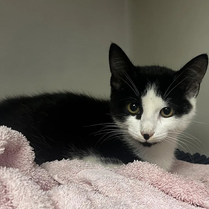 A baby small-sized male Black Domestic Short Hair cat named Chowder for adoption in Harrisonburg, VA