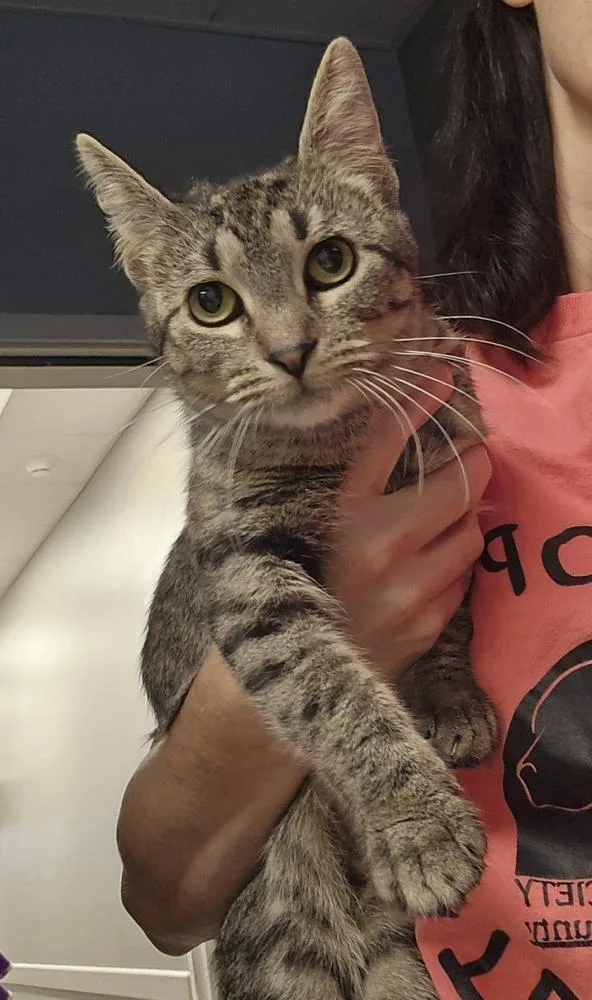An adult large-sized female Domestic Short Hair cat named Cass for adoption in Dickson, TN