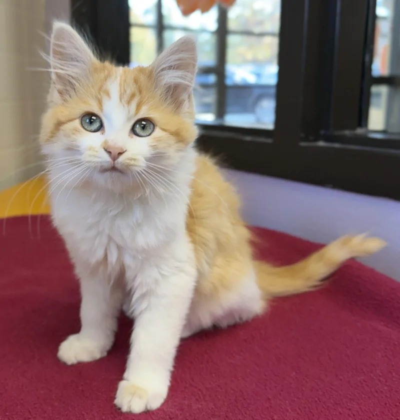 A baby medium-sized female Tabby (Orange / Red) Domestic Medium Hair cat named Marble for adoption in Jefferson, WI