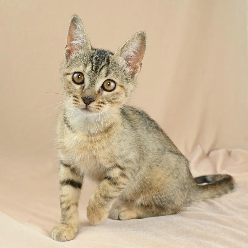 A baby small-sized female Buff / Tan / Fawn Domestic Short Hair cat named Sandy for adoption in Mobile, AL