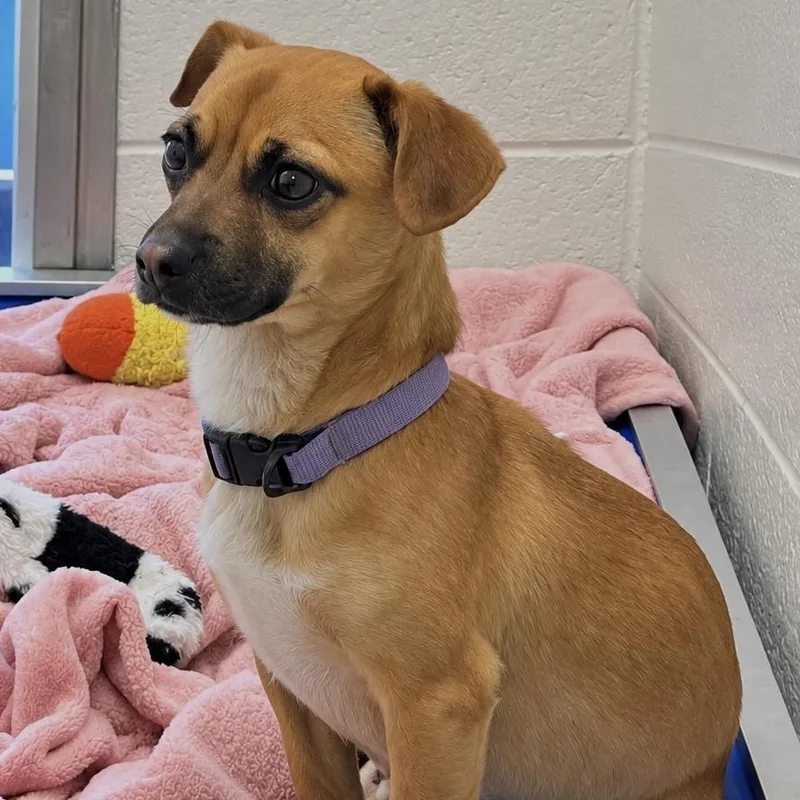 A young small-sized female Mixed Breed dog named Vixie for adoption in Spruce Pine, NC