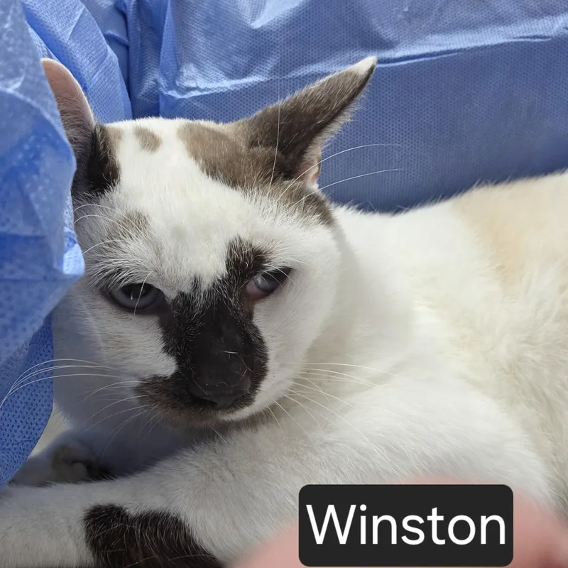 An adult large-sized male Domestic Short Hair cat named Winston for adoption in SNOW HILL, NC