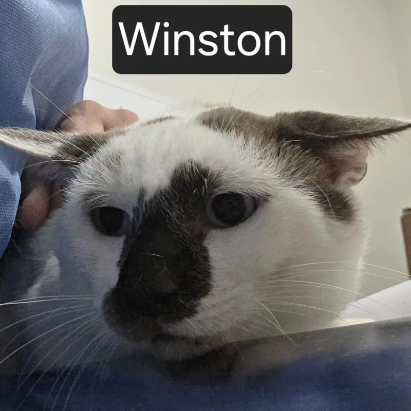 Winston thumbnail 2
