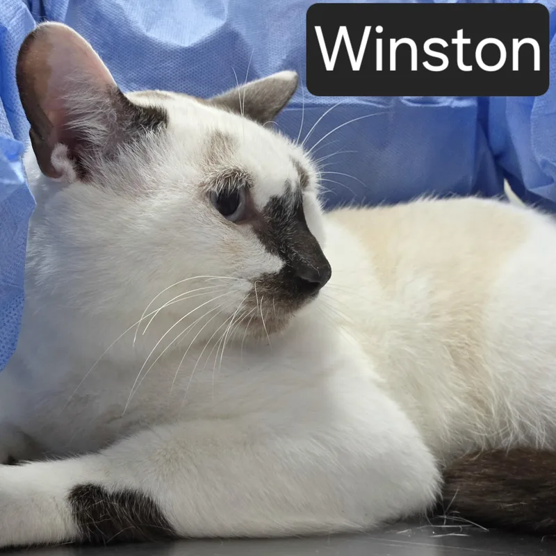 Winston thumbnail 3