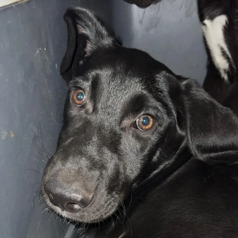 A baby large-sized male Black Mixed Breed dog named Taro for adoption in San Francisco, CA