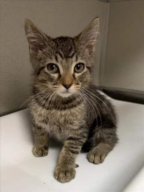 A baby small-sized male Domestic Short Hair cat named Luke for adoption in Tracy, CA