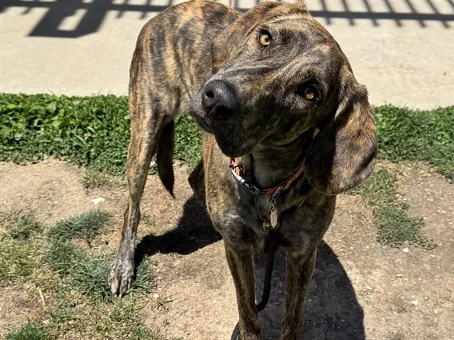 A young large-sized male Bluetick Coonhound dog named Brennan for adoption in Pueblo, CO