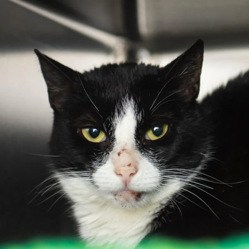 An adult medium-sized female Black Domestic Short Hair cat named Isla for adoption in Middletown, RI