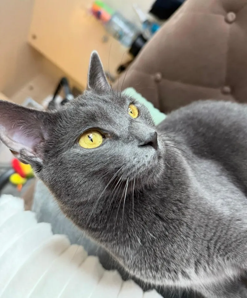 Tuffy And Zinky thumbnail 3