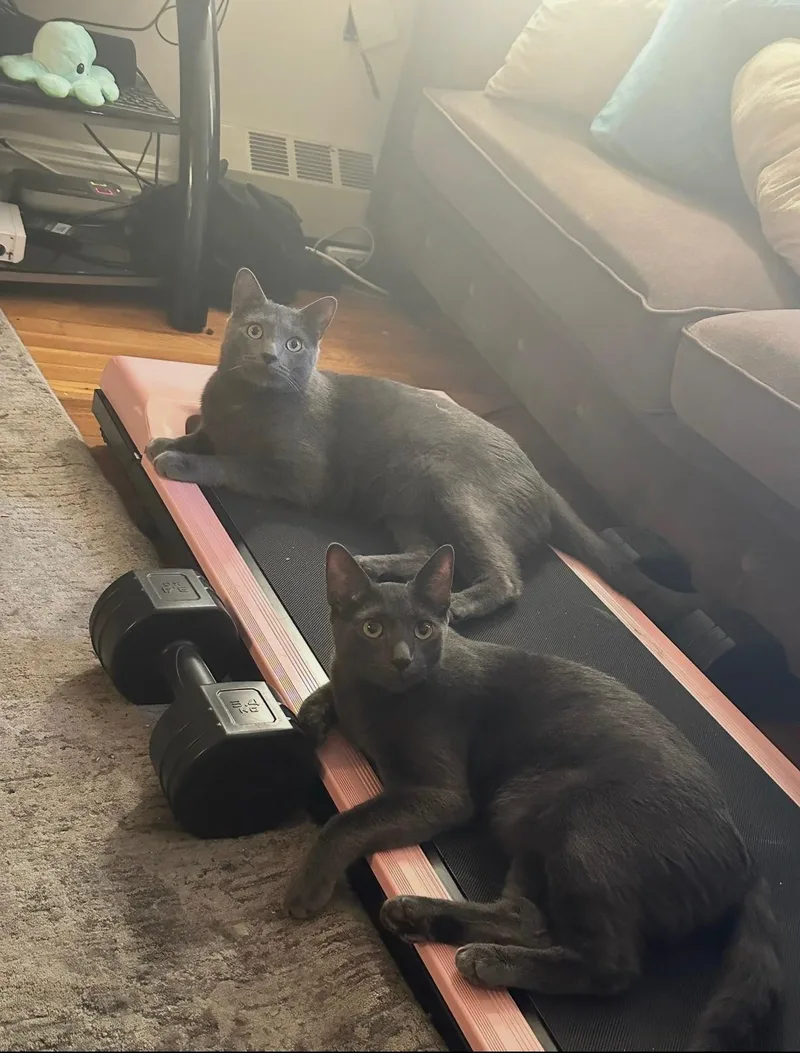 Tuffy And Zinky thumbnail 4