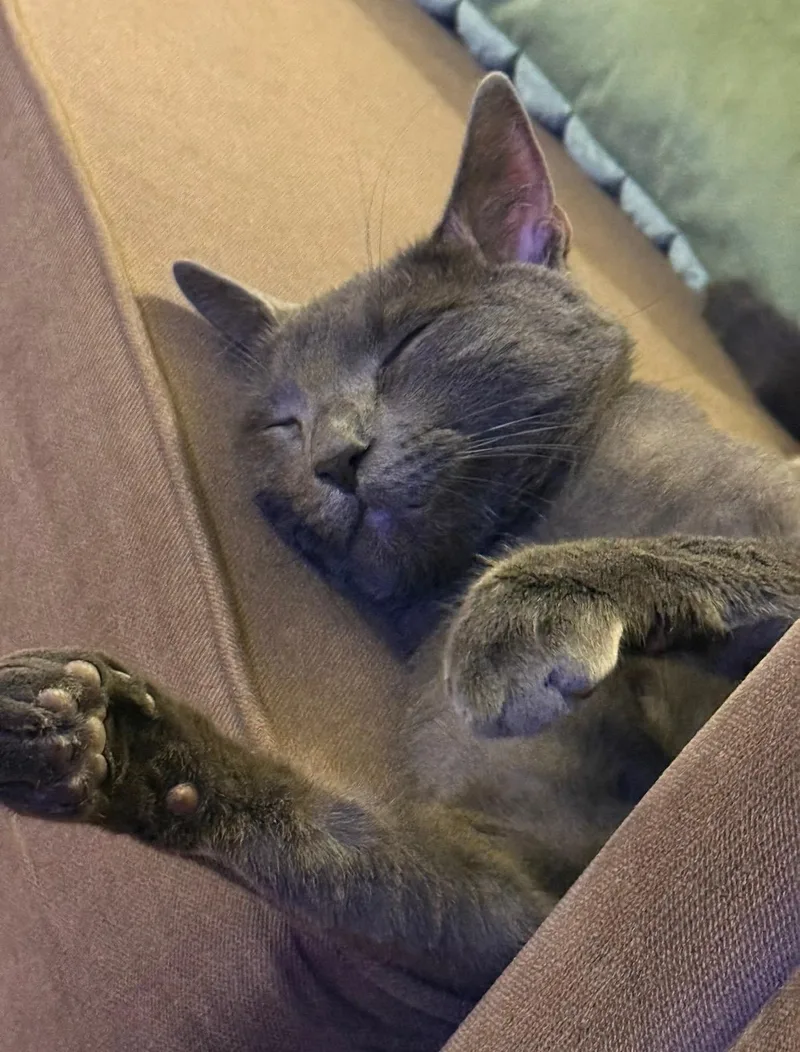 Tuffy And Zinky thumbnail 5