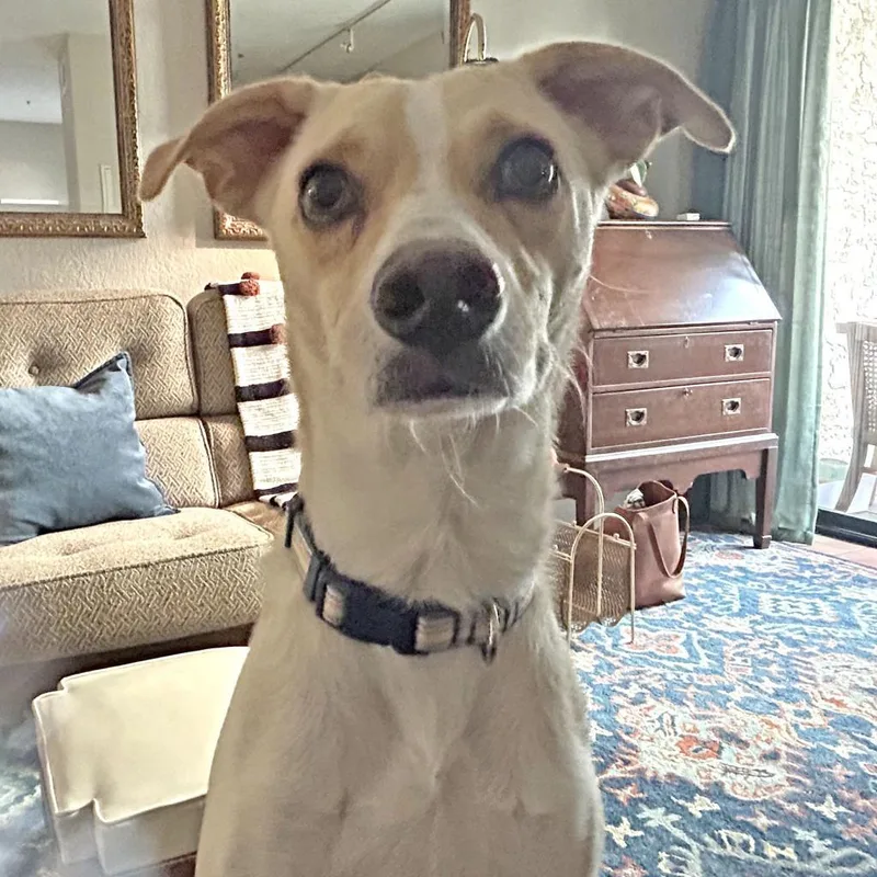 An adult small-sized male Yellow / Tan / Blond / Fawn Terrier dog named Henry for adoption in Austin, TX