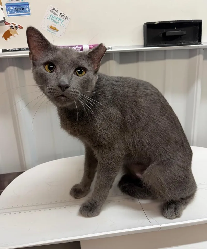 A young medium-sized female Domestic Short Hair cat named Evangaline for adoption in Pierceton, IN
