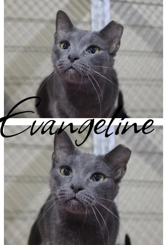Evangaline thumbnail 2