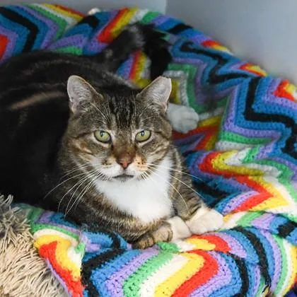 Chicken Nugget thumbnail 3