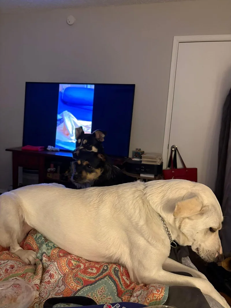 An adult medium-sized female Labrador Retriever dog named Lilli And Leah for adoption in Keller, TX