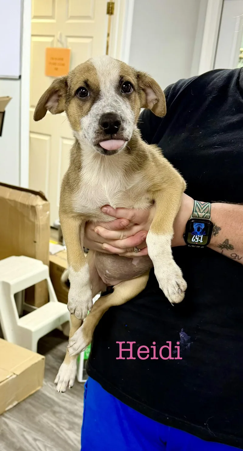 A baby medium-sized female Yellow / Tan / Blond / Fawn Australian Cattle Dog / Blue Heeler dog named Hiedi for adoption in Semmes, AL