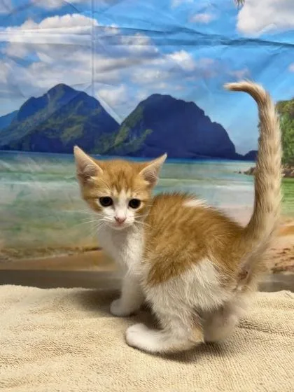 A young small-sized female Domestic Short Hair cat named Green Bean for adoption in San Antonio, TX
