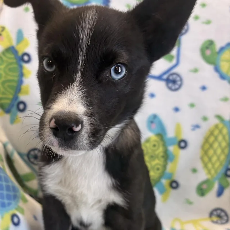 Buzz Lightyear thumbnail 2