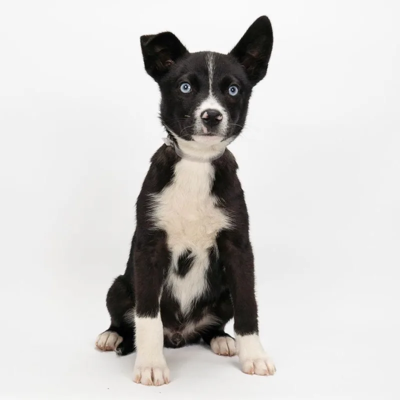 Buzz Lightyear thumbnail 3