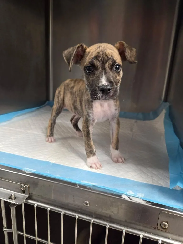 A baby small-sized male Boxer dog named Diesel for adoption in Livingston, LA