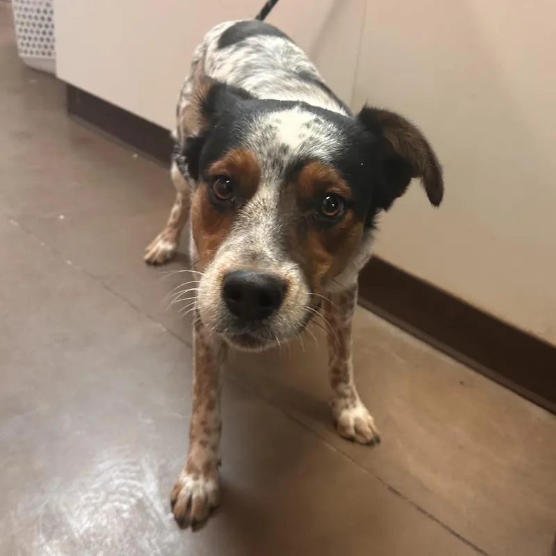 A young medium-sized male White / Cream Border Collie dog named Porthous for adoption in Flagstaff, AZ