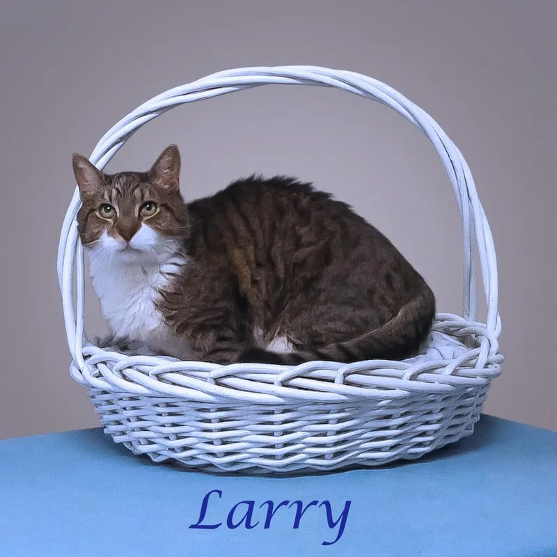 Larry C thumbnail 4