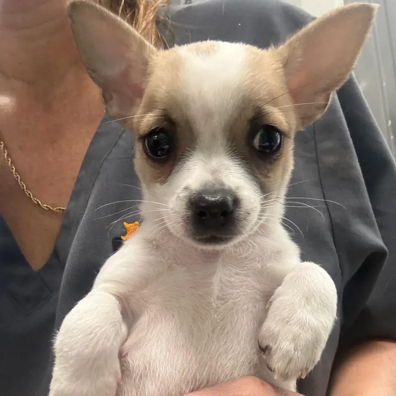 A baby small-sized female White / Cream Chihuahua dog named Rose for adoption in Normal, IL