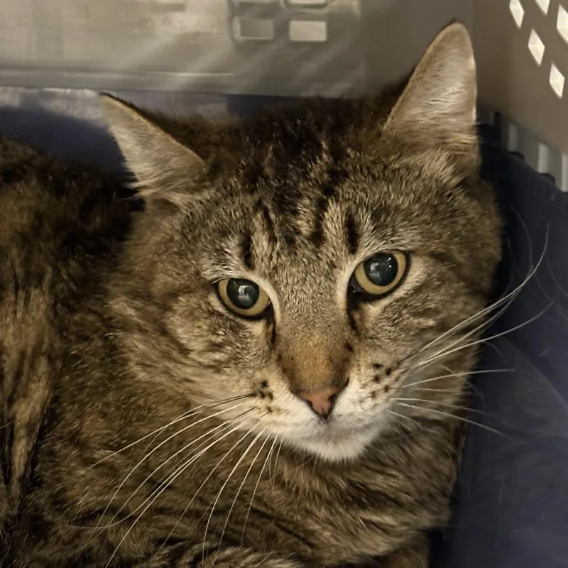 A young small-sized male Brown / Chocolate Domestic Short Hair cat named Banana for adoption in Salt Lake City, UT