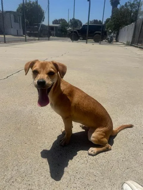 A young small-sized male Chihuahua dog named Patito for adoption in Chula Vista, CA