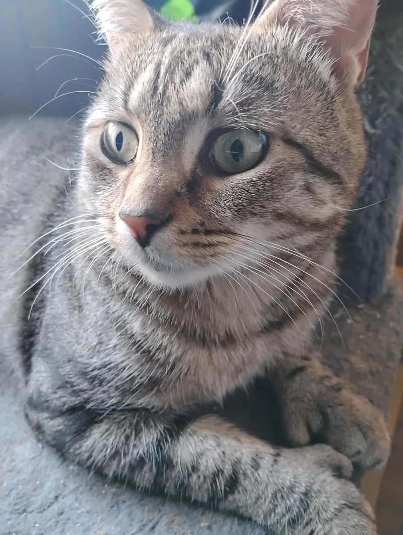 A young medium-sized male Tabby cat named Tom Thumb for adoption in Jersey City , NJ