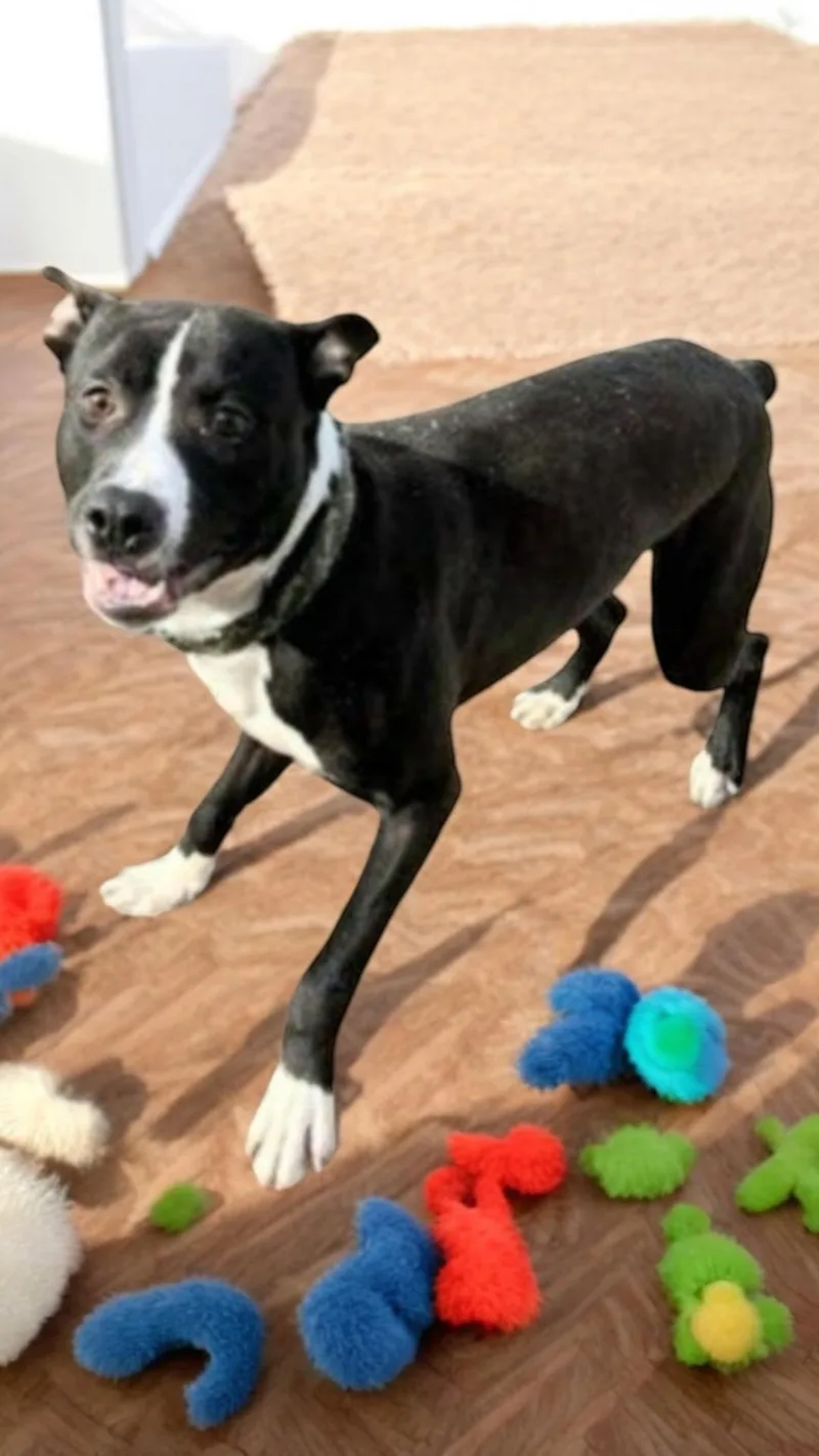 A young medium-sized male Pit Bull Terrier dog named Adelor for adoption in Locust Grove, VA