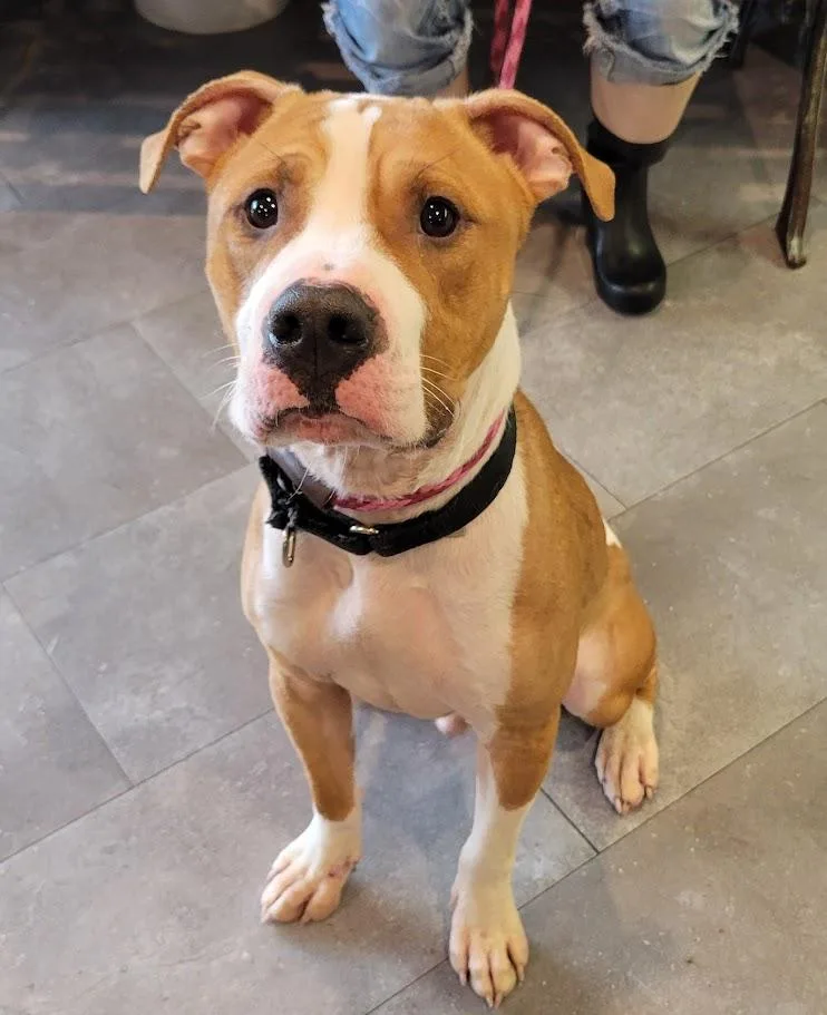 Marshall thumbnail 2