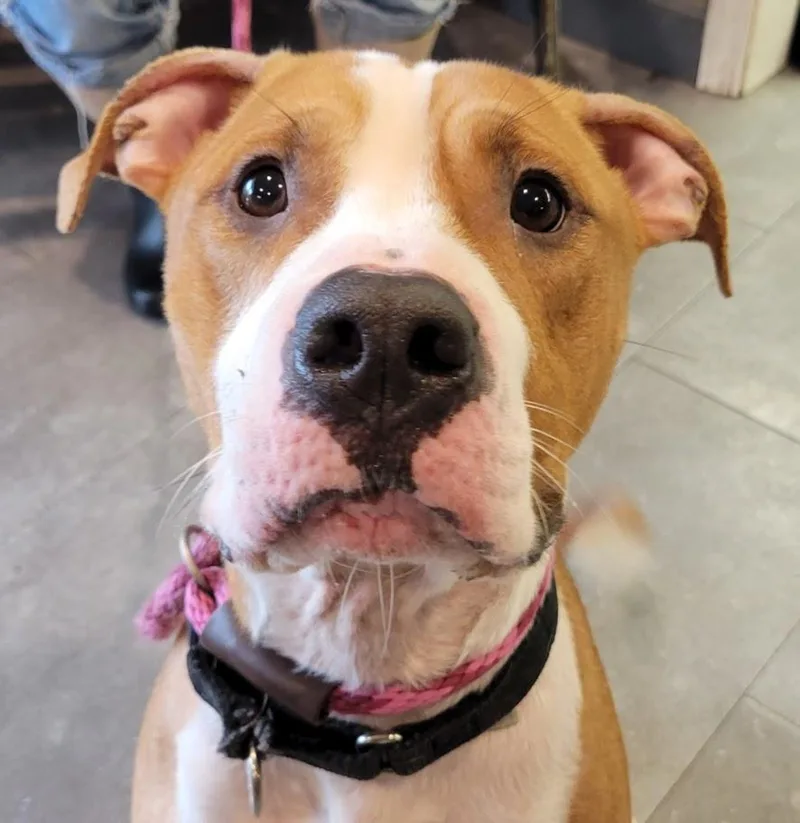 Marshall thumbnail 3