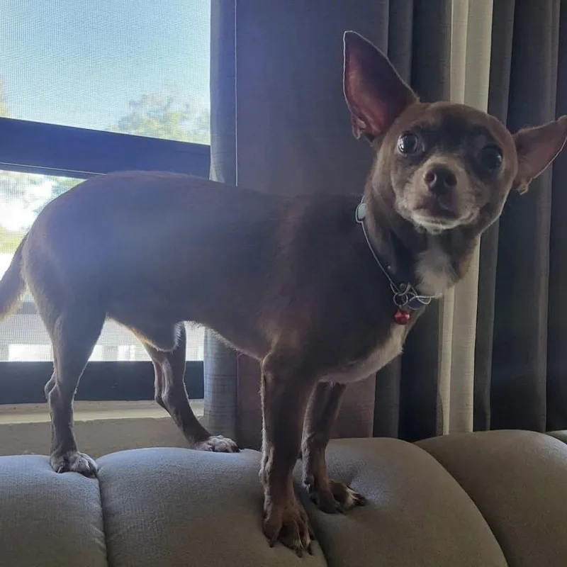 A young small-sized male Chihuahua dog named Rocky for adoption in Atlantic Beach, FL