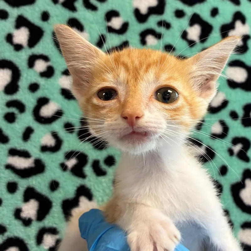 A baby small-sized female Orange / Red Domestic Short Hair cat named Mamba for adoption in San Antonio, TX