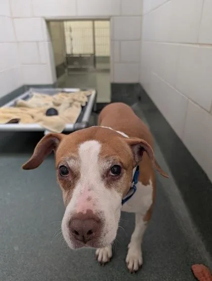 An adult medium-sized female Mixed Breed dog named Koko for adoption in Fairfax, VA