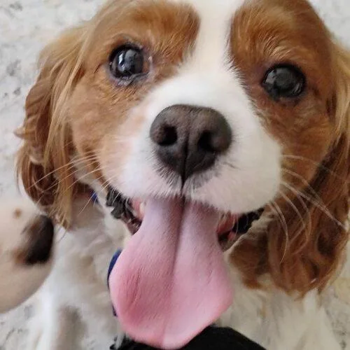 An adult small-sized male Cavalier King Charles Spaniel dog named Aiden H for adoption in Parker, CO