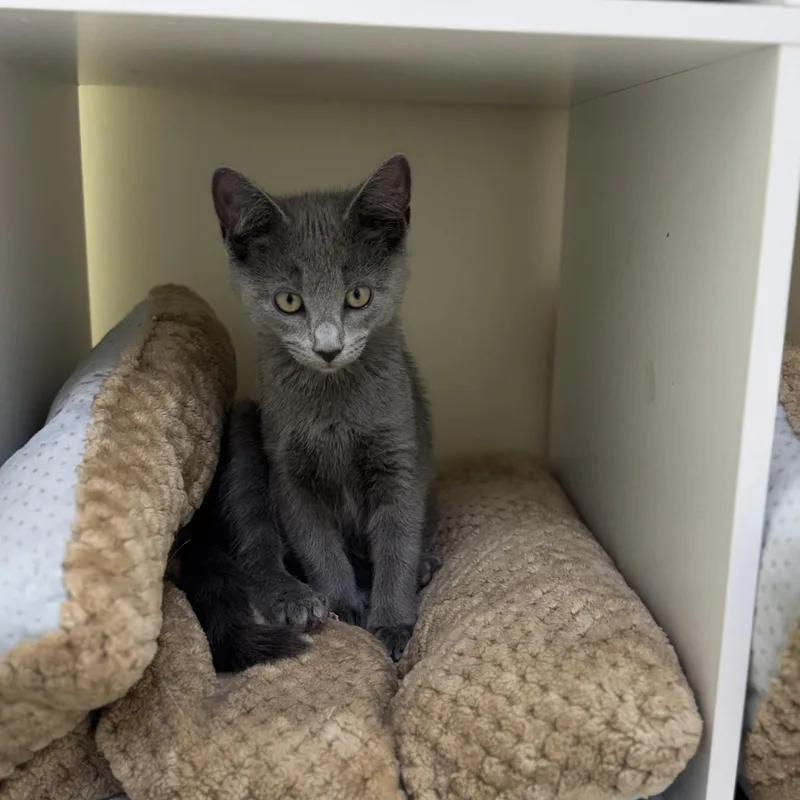 A baby small-sized male Gray / Blue / Silver Tabby cat named Calvin for adoption in East Northport, NY