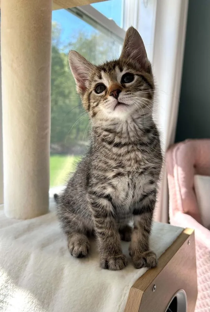 A baby small-sized male Gray / Blue / Silver Domestic Short Hair cat named Apple The Stoola for adoption in Muskegon, MI