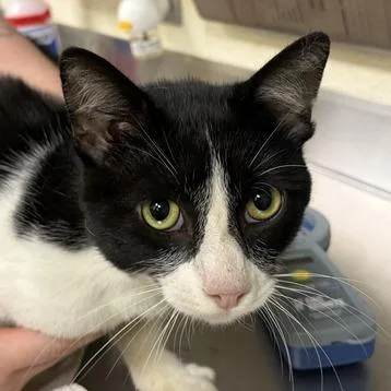 An adult medium-sized male Black Domestic Medium Hair cat named Summit for adoption in Asheville, NC