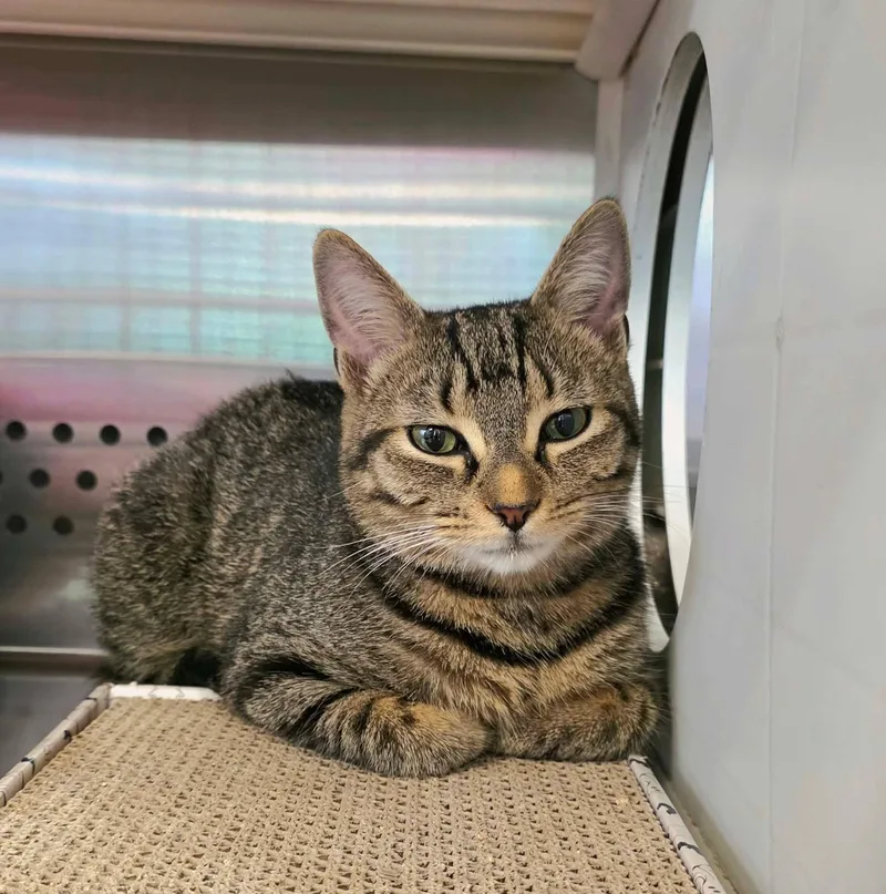 A young medium-sized male Tabby (Brown / Chocolate) Tabby cat named Travis for adoption in Oak Ridge, TN